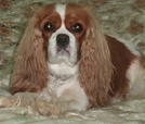 Cavalier King Charles Spaniel.  Ch. Anna Ozkydom.