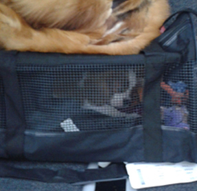 Cavalier King Charles Spaniel.  Ch. HITCHCOCK TIK HERKUS.