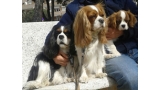 Cavalier King Charles Spaniel.