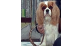 Cavalier King Charles Spaniel.  Ch. HITCHCOCK TIK HERKUS.