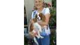 Cavalier King Charles Spaniel.  Ch. HITCHCOCK TIK HERKUS.