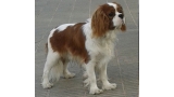 Cavalier King Charles Spaniel.  Ch. HITCHCOCK TIK HERKUS.