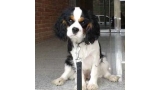 Cavalier King Charles Spaniel.  Ch. Be Blessed Ozekydom.