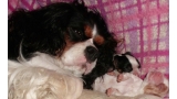 Cavalier King Charles Spaniel.  Ch. LIANE´S MY SWEETHEART.