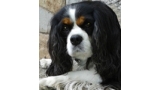 Cavalier King Charles Spaniel.  Ch. LIANE´S MY SWEETHEART.
