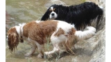 Cavalier King Charles Spaniel.