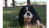 Cavalier King Charles Spaniel.  Ch. LIANE´S MY SWEETHEART. Cavalier King Charles Spaniel.  Ch. LIANE´S MY SWEETHEART.