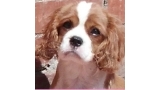 Cavalier King Charles Spaniel.  Ch. Anna Ozkydom.