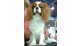 Cavalier King Charles Spaniel.  Ch. HITCHCOCK TIK HERKUS.