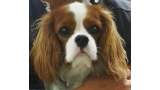 Cavalier King Charles Spaniel.  Ch. HITCHCOCK TIK HERKUS.