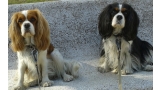 Cavalier King Charles Spaniel.  Ch. LIANE´S MY SWEETHEART.
