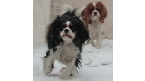 Cavalier King Charles Spaniel.  Ch. LIANE´S MY SWEETHEART. Cavalier King Charles Spaniel.  Ch. LIANE´S MY SWEETHEART.