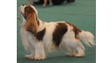 Cavalier King Charles Spaniel.  Ch. HITCHCOCK TIK HERKUS.
