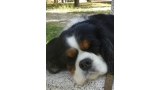 Cavalier King Charles Spaniel.  Ch. LIANE´S MY SWEETHEART.