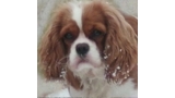 Cavalier King Charles Spaniel.  Ch. Anna Ozkydom.