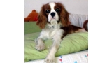 Cavalier King Charles Spaniel.  Ch. HITCHCOCK TIK HERKUS.