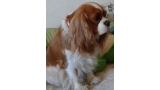 Cavalier King Charles Spaniel.