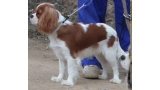Cavalier King Charles Spaniel.  Ch. Anna Ozkydom.