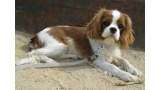 Cavalier King Charles Spaniel.  Ch. HITCHCOCK TIK HERKUS.