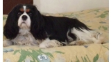Cavalier King Charles Spaniel.  Ch. LIANE´S MY SWEETHEART.
