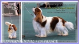 Ch. Fair Play De Blanc Miroir. Cavalier King Charles Spaniel.