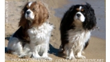 Cavalier King Charles Spaniel.