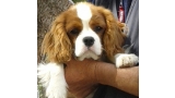 Cavalier King Charles Spaniel.  Ch. HITCHCOCK TIK HERKUS.