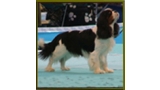 Cavalier King Charles Spaniel.  Ch. Be My Angel.