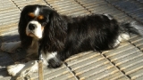 Cavalier King Charles Spaniel.  Ch. LIANE´S MY SWEETHEART.