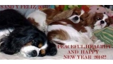 Cavalier King Charles Spaniel.