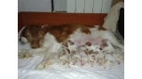 Cavalier King Charles Spaniel. Camada 2016.