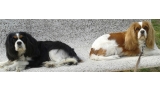 Cavalier King Charles Spaniel.