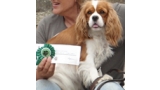 Cavalier King Charles Spaniel.  Ch. Anna Ozkydom. Cavalier King Charles Spaniel.  Ch. Anna Ozkydom.