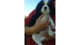 Cavalier King Charles Spaniel.  Ch. Be Blessed Ozekydom.