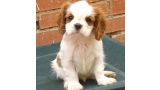 Cavalier King Charles Spaniel.  Ch. Be My Angel.