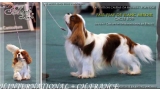 Cavalier King Charles Spaniel.  Ch. Fair Play De Blanc Miroir.