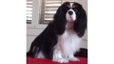 Cavalier King Charles Spaniel.  Ch. LIANE´S MY SWEETHEART. Cavalier King Charles Spaniel.  Ch. LIANE´S MY SWEETHEART.