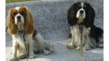 Cavalier King Charles Spaniel.