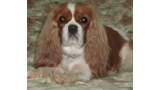 Cavalier King Charles Spaniel.  Ch. Anna Ozkydom.