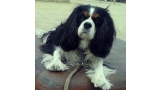 Cavalier King Charles Spaniel.  Ch. LIANE´S MY SWEETHEART. Cavalier King Charles Spaniel.  Ch. LIANE´S MY SWEETHEART.