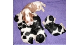 Cavalier King Charles Spaniel. Camada A.