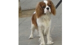 Cavalier King Charles Spaniel.  Ch. Anna Ozkydom.
