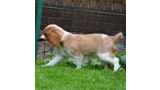 Cavalier King Charles Spaniel.  Ch. Jeannine Salika Soul.