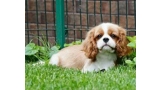 Cavalier King Charles Spaniel.  Ch. Jeannine Salika Soul.