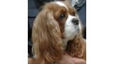 Cavalier King Charles Spaniel.  Ch. Anna Ozkydom.