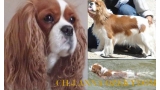 Cavalier King Charles Spaniel.  Ch. Anna Ozkydom.