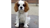 Cavalier King Charles Spaniel.  Ch. Be My Angel.