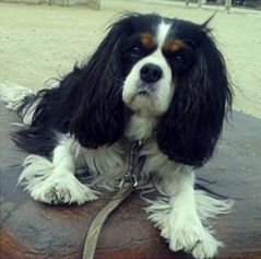 Cavalier King Charles Spaniel.  Ch. LIANE´S MY SWEETHEART.