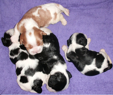 Cavalier King Charles Spaniel. Camada A.