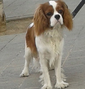 Cavalier King Charles Spaniel.  Ch. Anna Ozkydom.